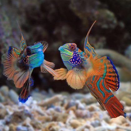 Two colorful mandarin fish